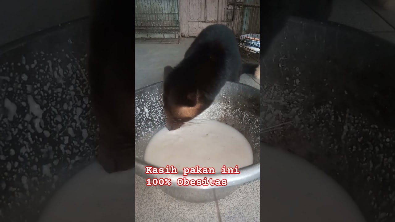 ini loh pakan musang agar obesitas