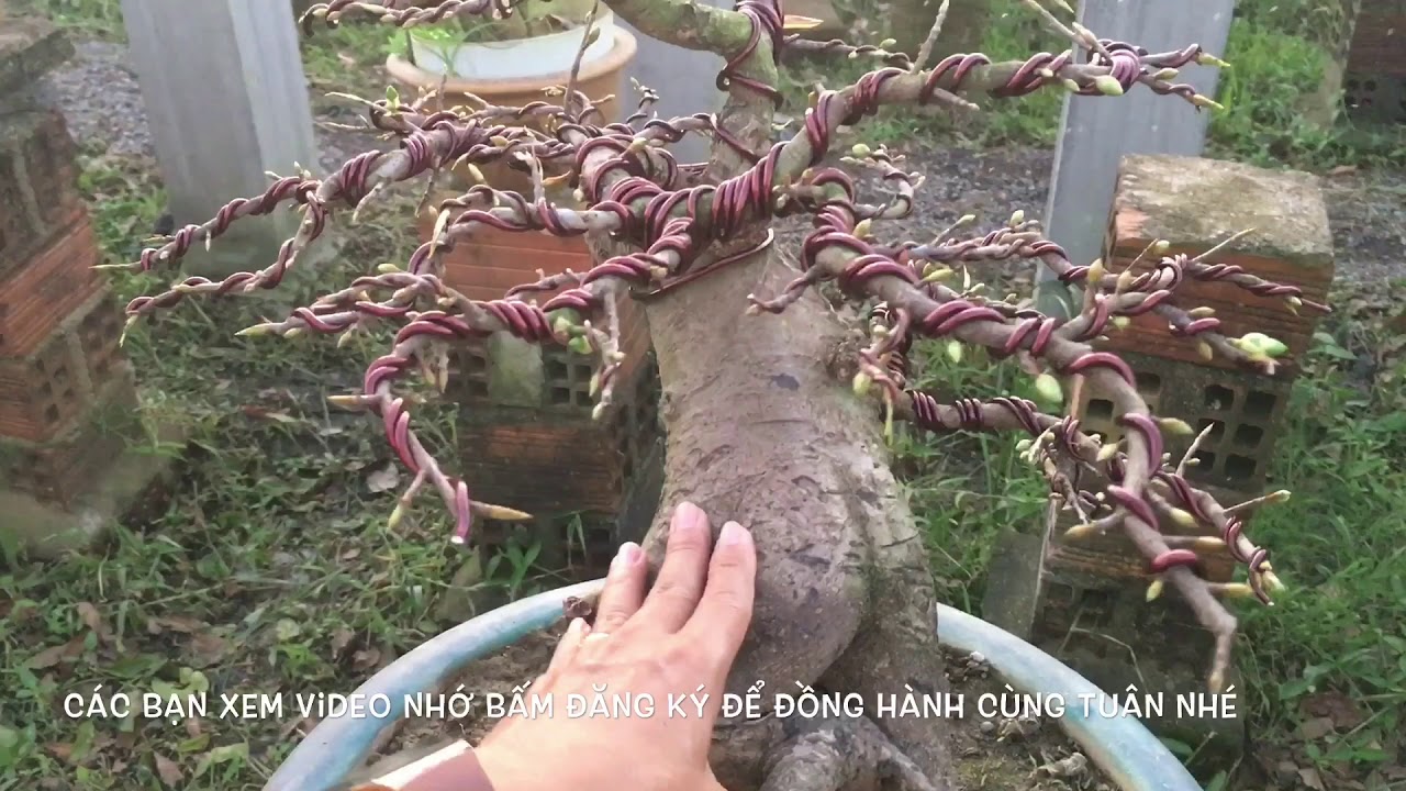 Mai bonsai b&igrave;nh định mời mọi người c&ugrave;ng xem