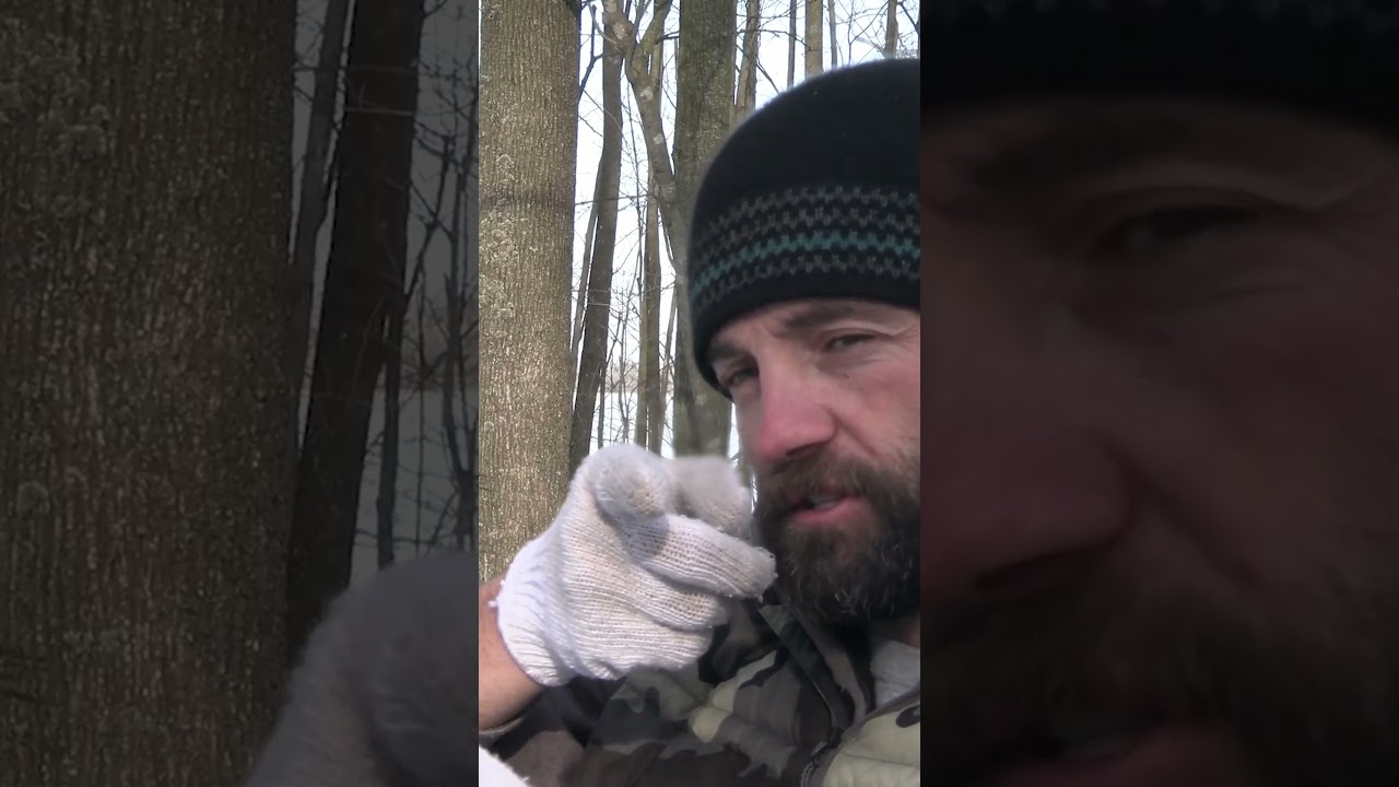 BIG Alaskan brown bear at 9 yards!!! #bear #hunting #alaska #alaskaadventure #brownbear #bearhunting