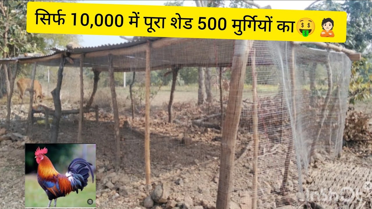 बहुत कम खर्चे में कोल्टरी फार्म