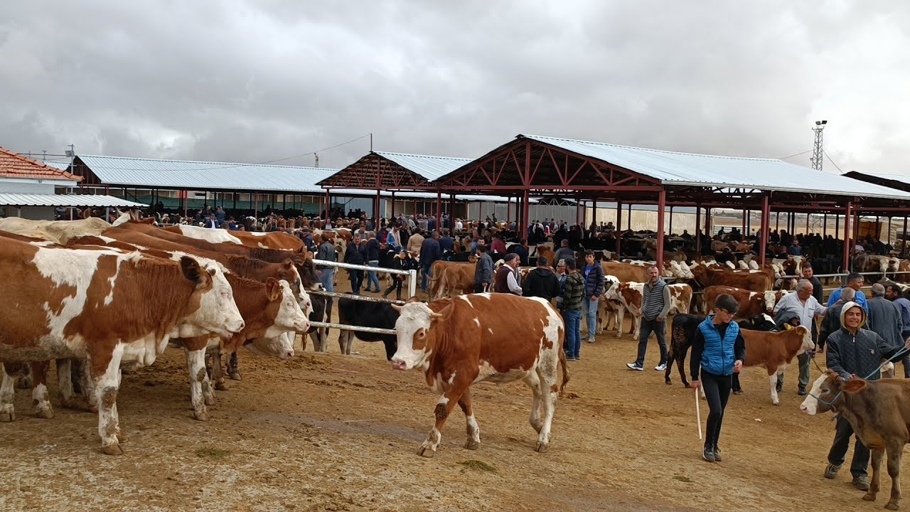 KIRŞEHİR HAYVAN PAZARI 2. BÖLÜM 02 EKİM GÜNCEL PİYASA