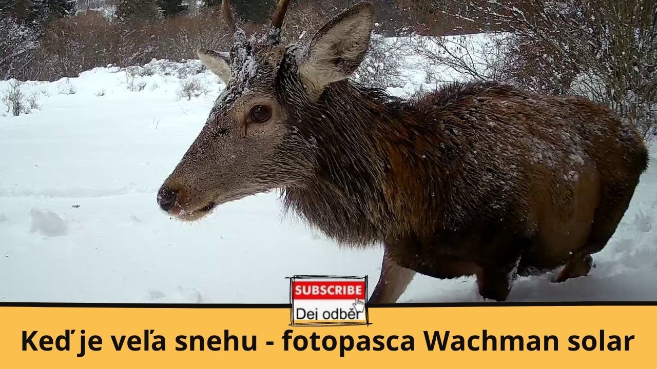 Keď je veľa snehu - fotopasca Wachman solar ❄️☃️❄️