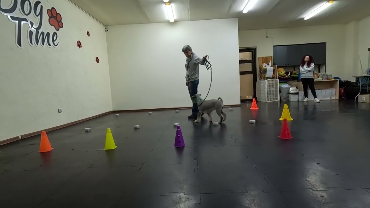 Локтєва Юлія&nbsp; Іриска  Elara Playful Star  Тест гвоздика