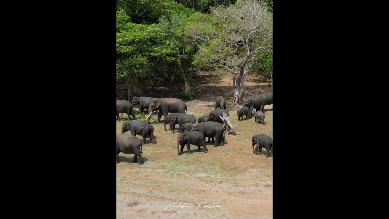 Kalawewa #tucker #deegadanthu #viral #nature #visitsrilanka #travel #tuskersrilanka