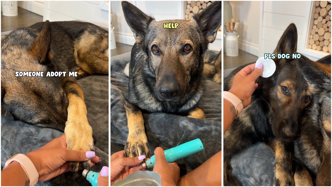 My Weekly German Shepherd Home Grooming Routine