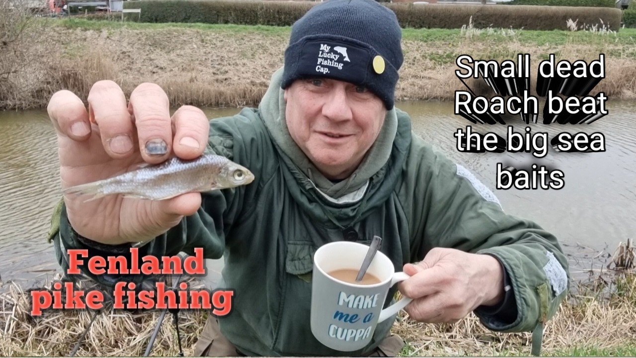 Small dead roach beat the big sea baits