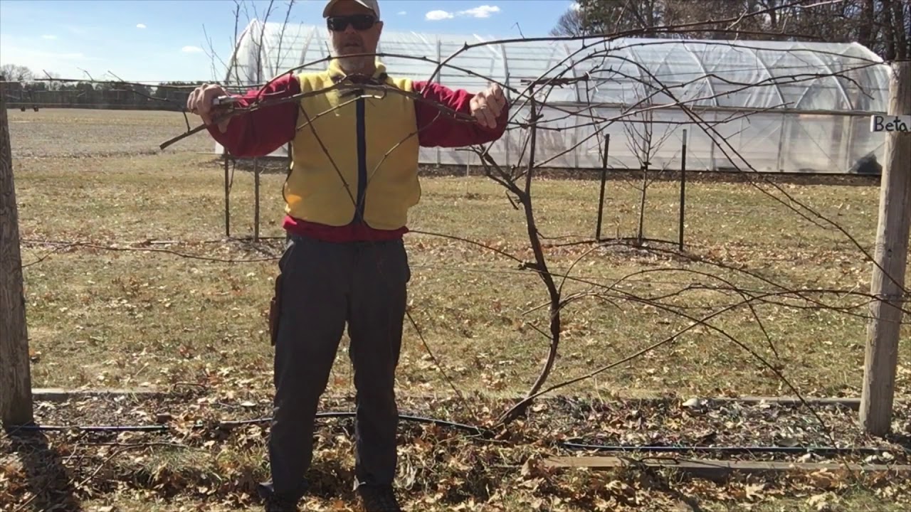 Four Arm Kniffin Grape Pruning Tutorial