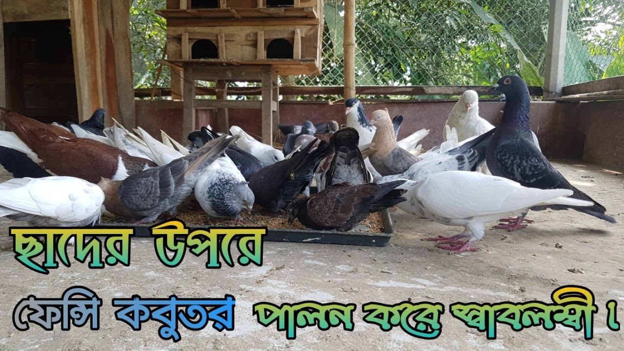 ছাদের উপরে ফেন্সি কবুতর পালন করে স্বাবলম্বী | ফেন্সি কবুতর পালন পদ্ধতি |