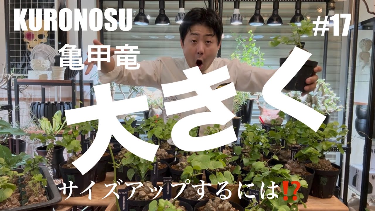 【亀甲竜を大きく】サイズアップするには⁉️