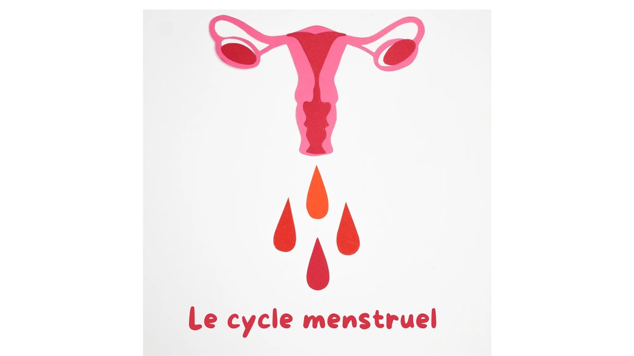 le Cycle menstruel #gynéco