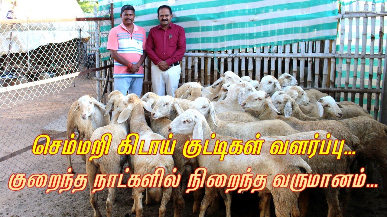 செம்மறி கிடாய் குட்டிகள் வளர்ப்பு - குறைந்த நாட்களில் நிறைந்த வருமானம் - SHEEP FARMING