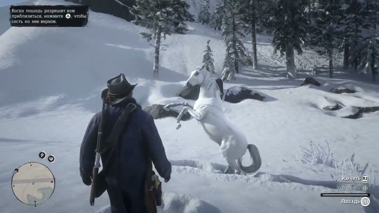 Red Dead Redemption 2. Приручаем белую Арабскую лошадь :)