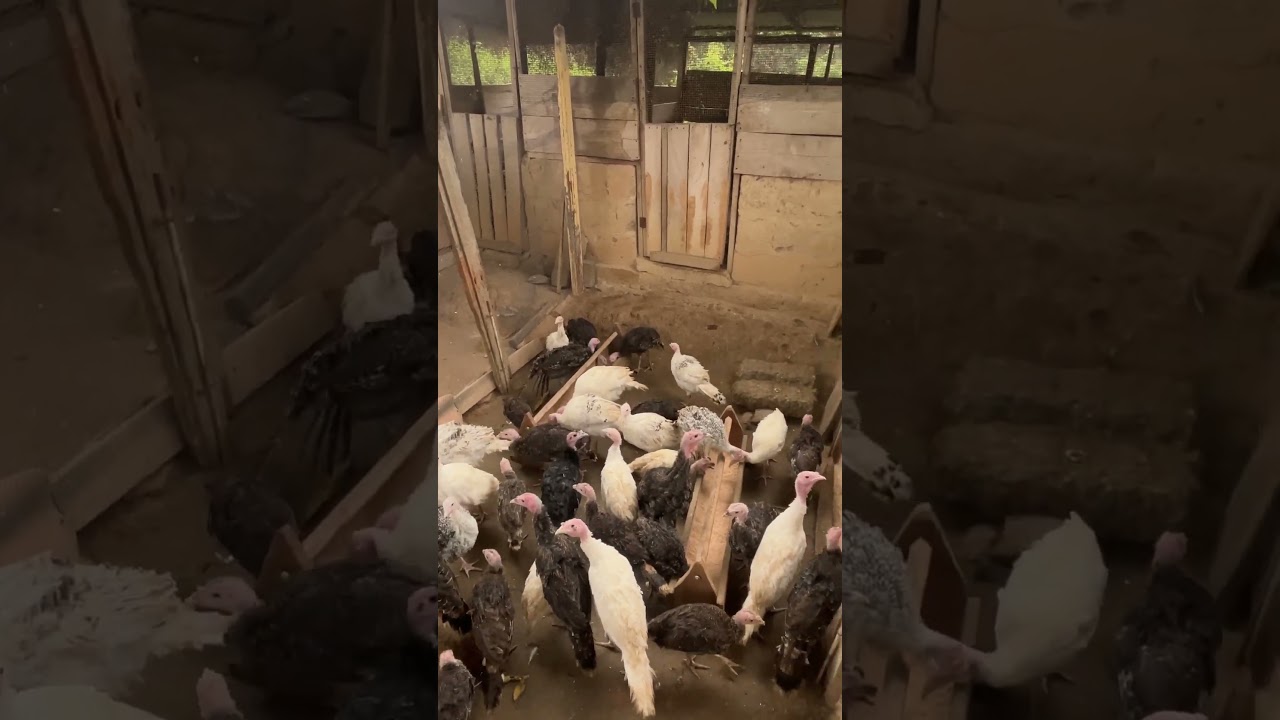 Turkey farm in Ghana #geese #turkey #farmingtraditions #chicken