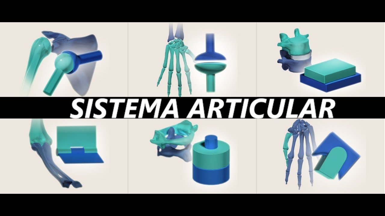 Sistema Articular