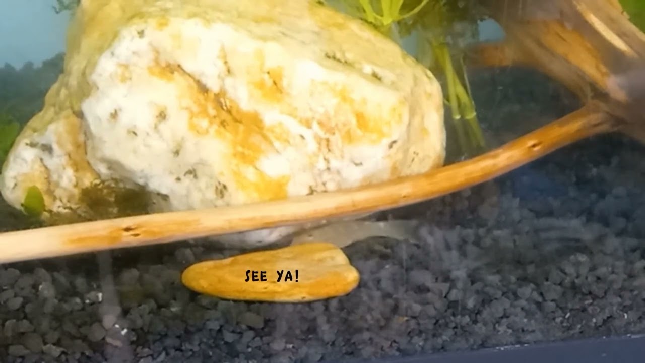 Aqua-Imports Unboxing - African Dwarf Frogs, Rubber pleco, and new plants!!