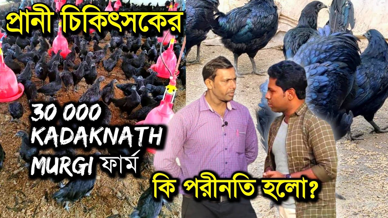 প্রাণী চিকিৎসকের30,000 KADAKNATH MURGA ফার্মের কি পরিণতি? | kadaknath murgi ছেড়ে দেশি কেন করছেন