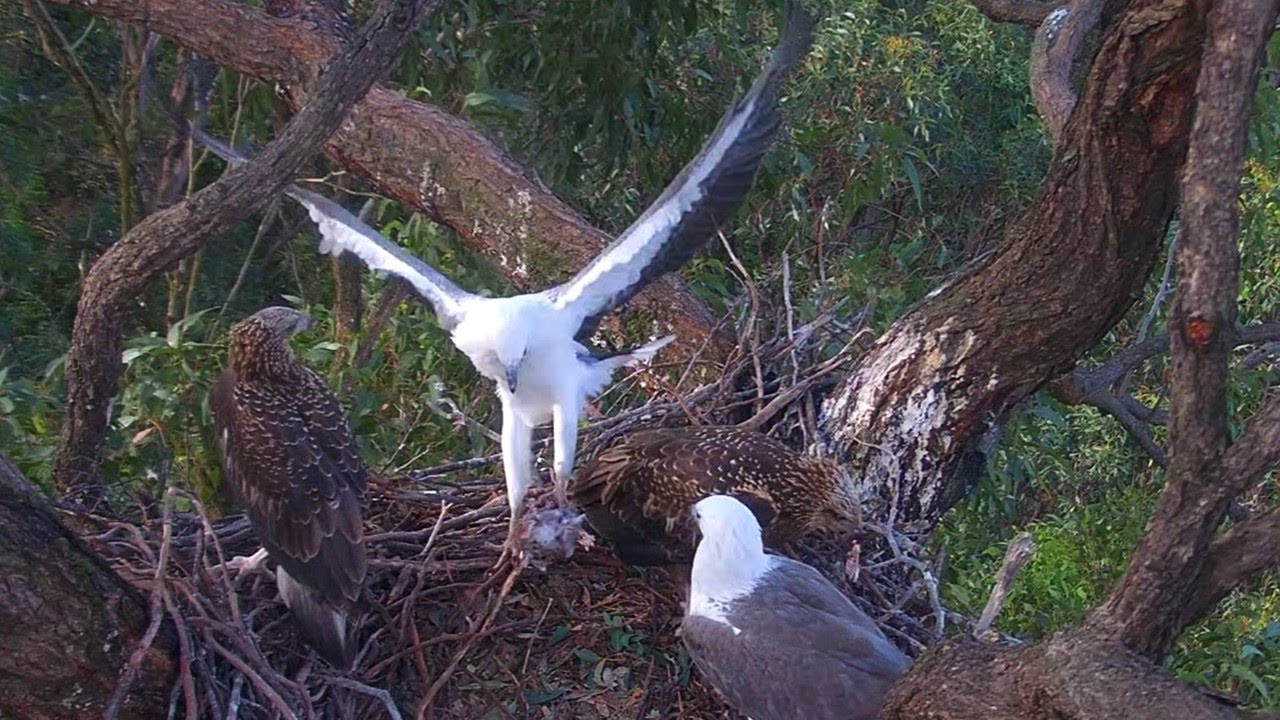 Sydney White-Bellied Sea Eagles🦅SE35 Retains Control🔫But Lets SE36 Relax and Eat😮‍💨2025 Oct 31