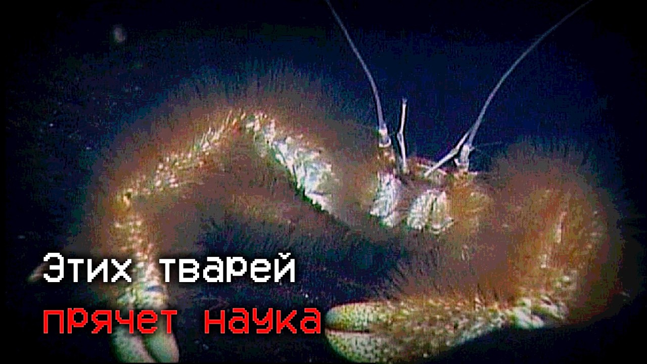 Айсберг Странных существ