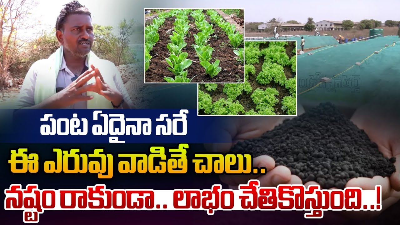 పంట ఏదైనా సరే లాభం చేతికొస్తుంది | No matter what the crop just use this fertilizer |Rythanna Nestam