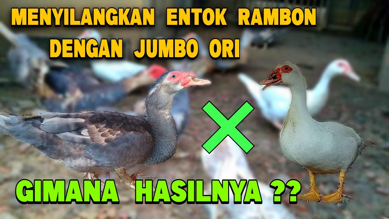 Experiment Menyilangkan Entok Jumbo Dengan Rambon Blue batik MUSCOVY DUCK