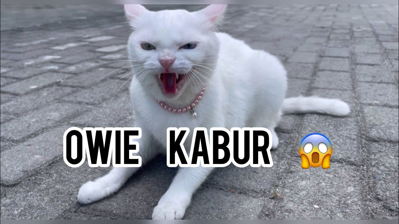 OWIE KABUR BIKIN DEG DEGAN