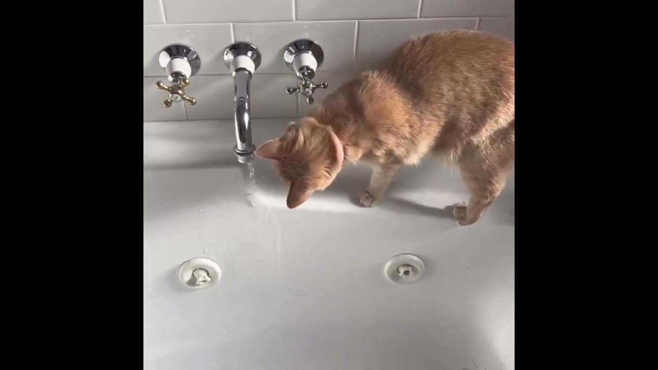 Madame finds a new home!