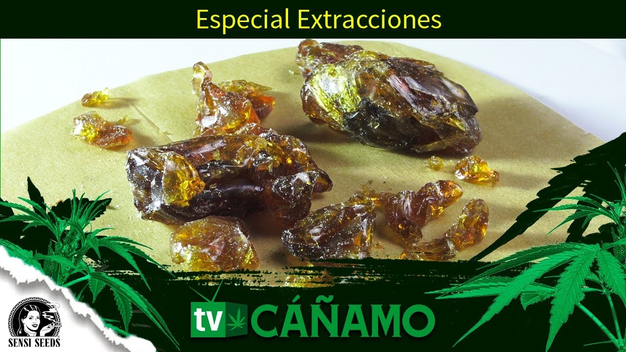 Todo sobre las extracciones de marihuana, qu&eacute; son y c&oacute;mo se hacen