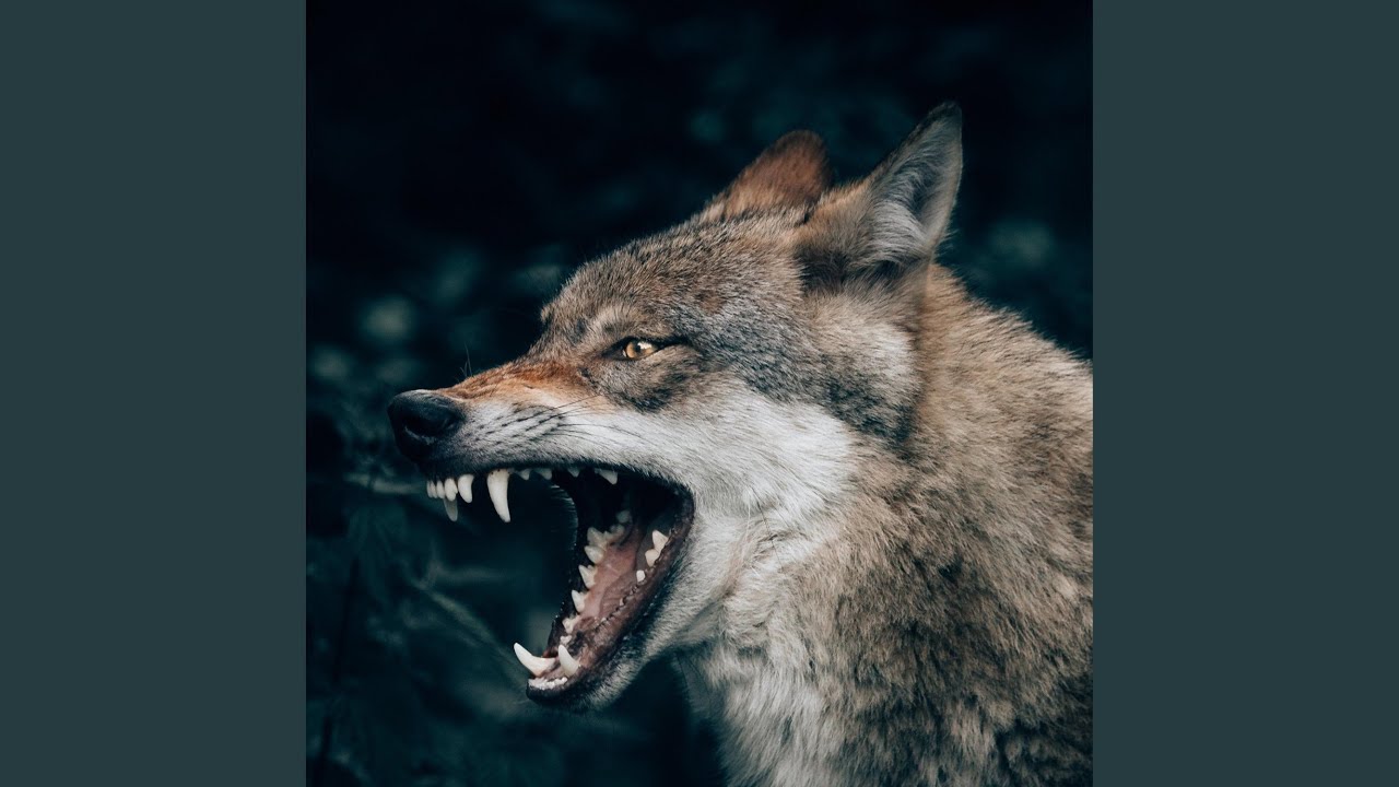 Hanging With Wolves
