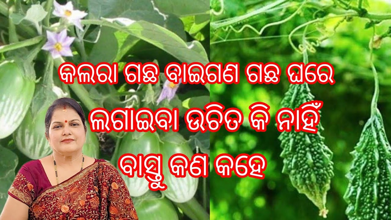 କଲରା ଗଛ ବାଇଗଣ ଗଛ ଘରେ ଲଗାଇବା ଉଚିତ କି ନାହିଁ/ବାସ୍ତୁ କଣ କହେ/Vastu plant 