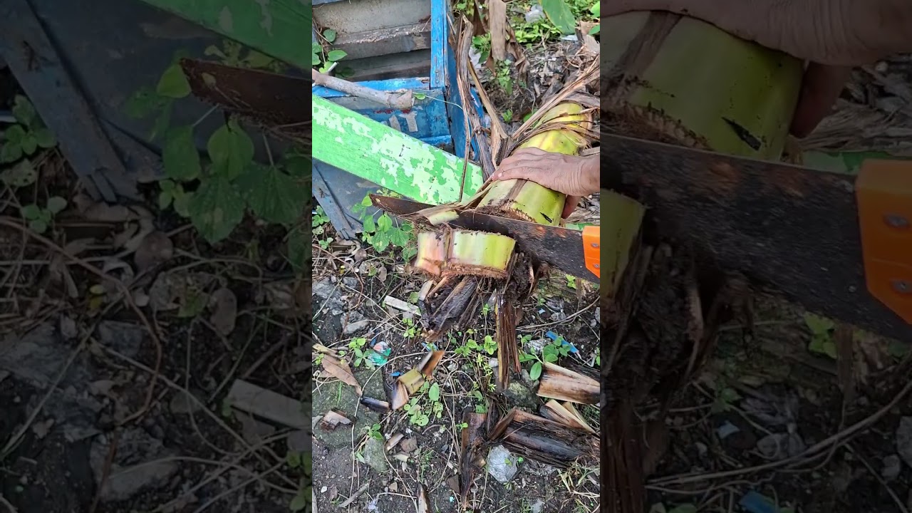 Sawing a Withered Banana Tree | Manual Work Sounds