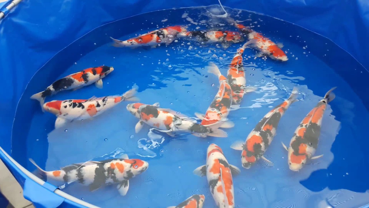 Sakai Koi auction day 2 | Sakai Koi - Auktion Tag 2 | Koi veiling dag 2 [DEUTSCH]