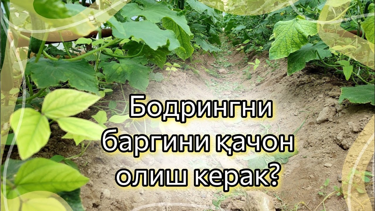Бодрингни баргини олиш шартми?