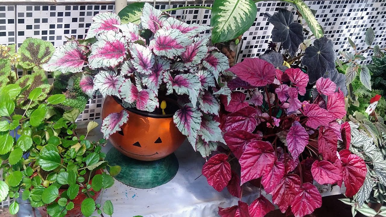HOJE VAMOS VER PLANTAS COM FOLHAGENS LINDAS E COLORIDAS