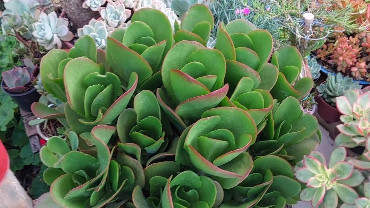 14 SUCULENTAS que foram desvalorizadas, quase ninguém mostra. Vão sumir 😫