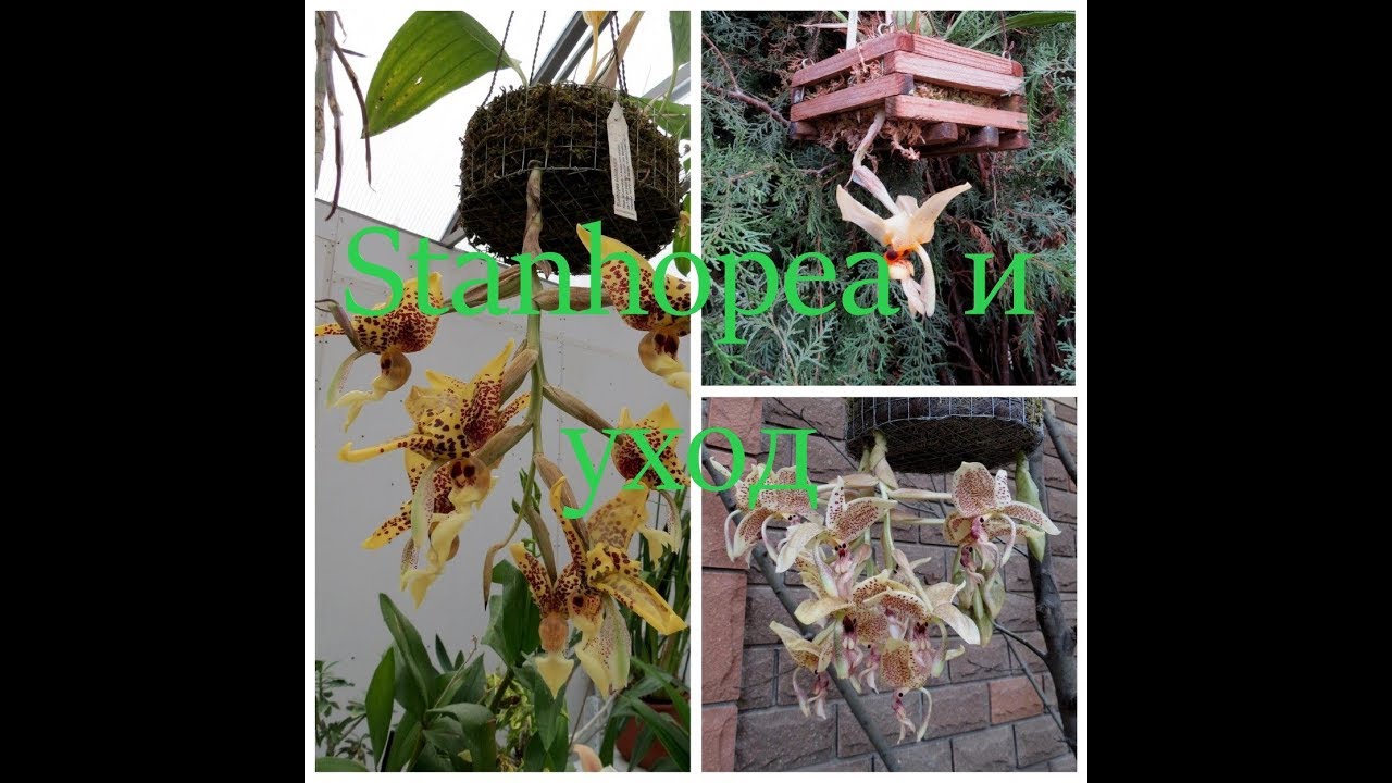 Stanhopea и уход