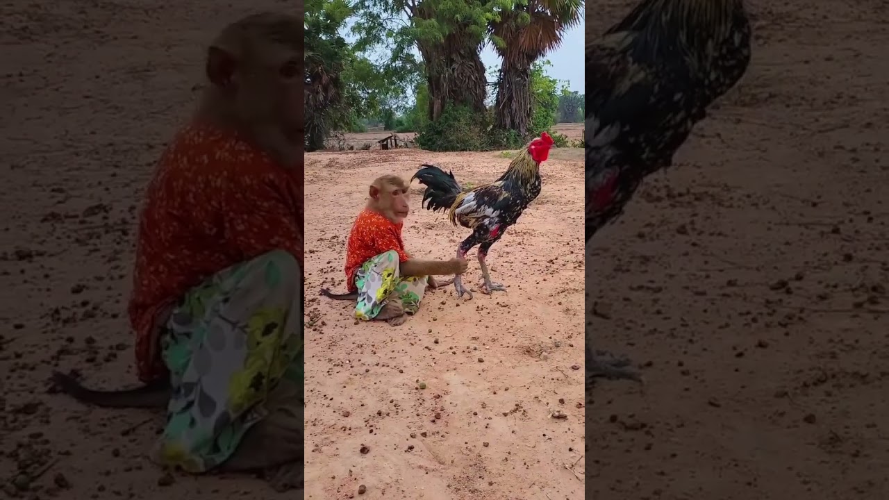 Don't Kick My Face Like This, SokYaa Vs ToTo AtRural