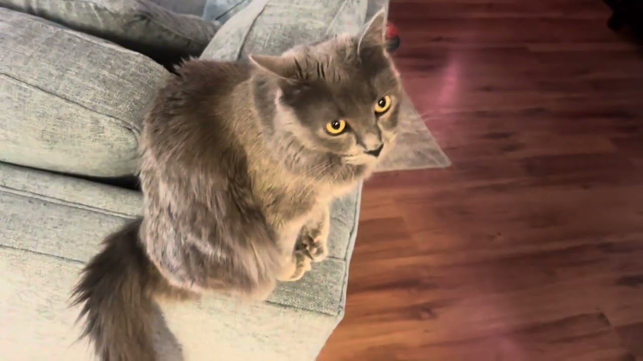 I talk to my cat and then a  real time mystery happened