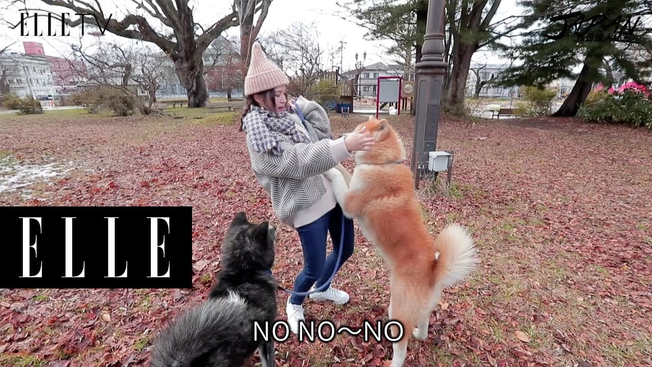 旅日達人秘笈｜超萌秋田犬會館！秋田犬是日本國寶，到這裡還可以遛秋田犬喔！