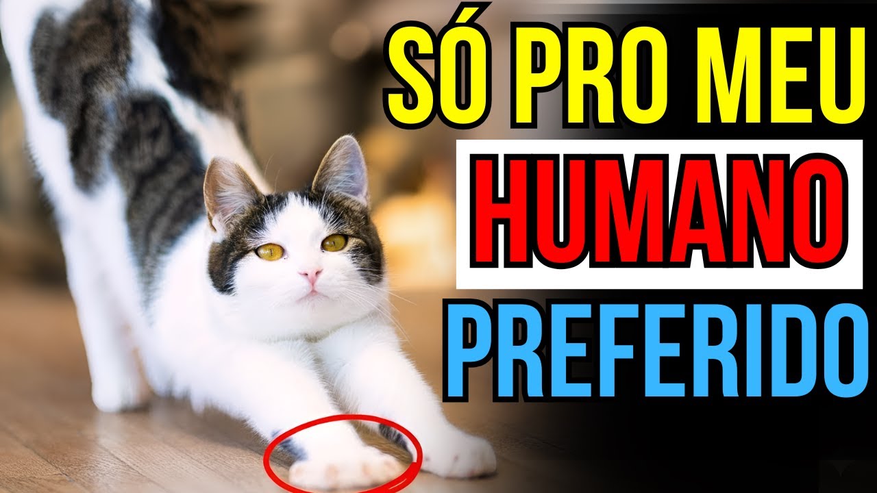 5 coisas que os gatos só fazem com sua PESSOA FAVORITA – e o que realmente significam
