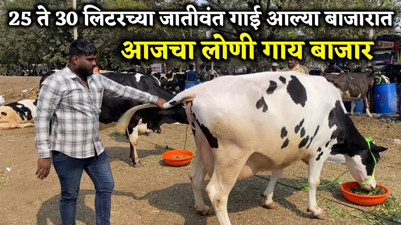 लोणी गाय बाजार, आजचे चालू बाजारभाव, loni cow market, 25 ते 30 लिटरच्या जातीवंत गाई आल्या बाजारात 😱