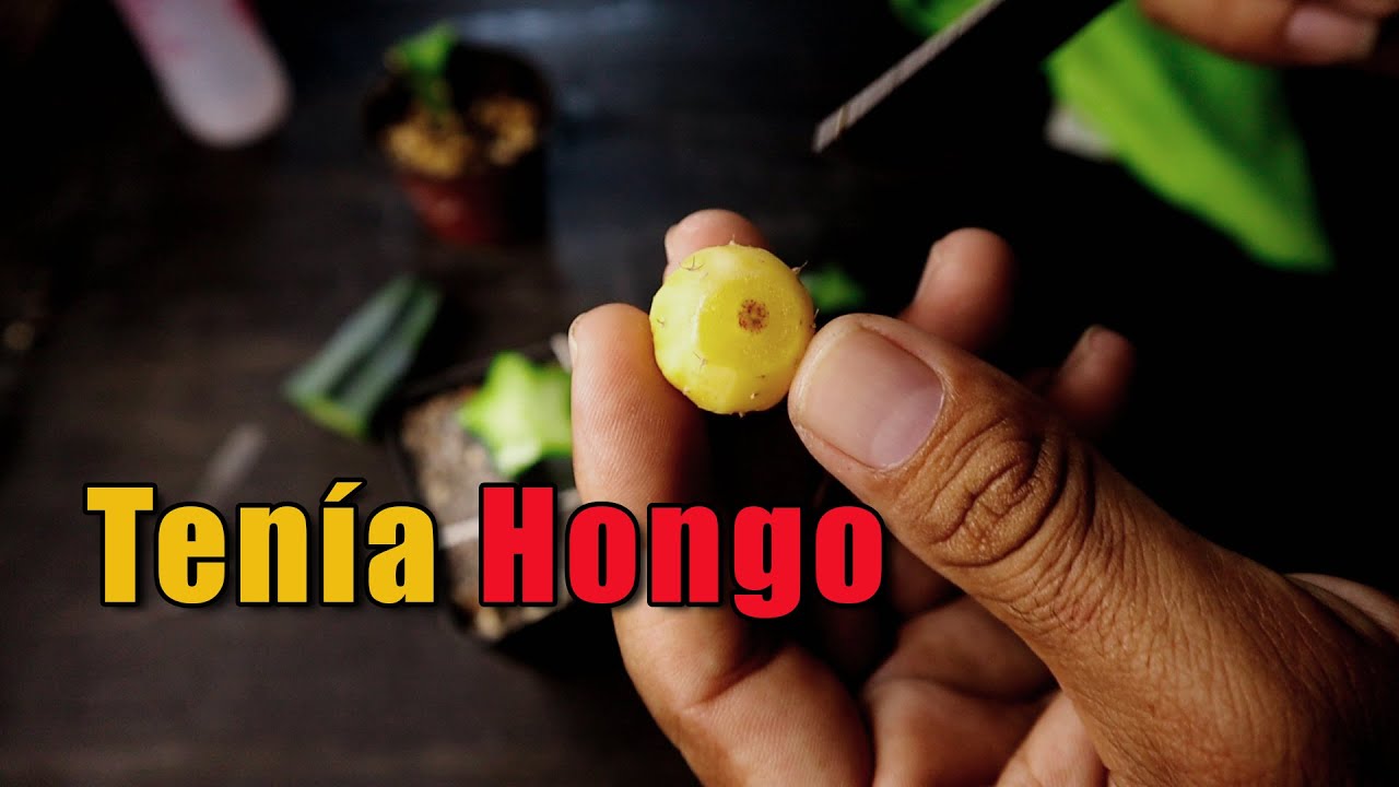 Injerto de Astrophytum Asterias no crecía