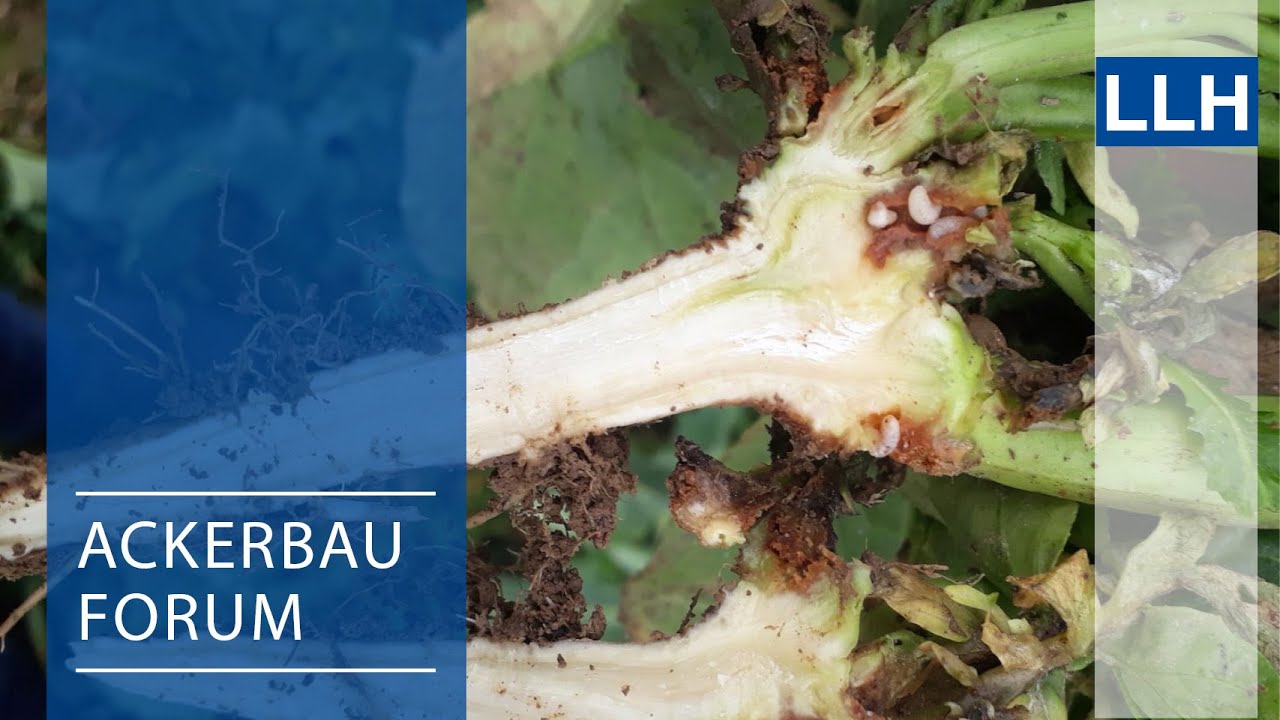 Ackerbauforum - Insektenzuflug im Winterraps (Frühjahr 2021)
