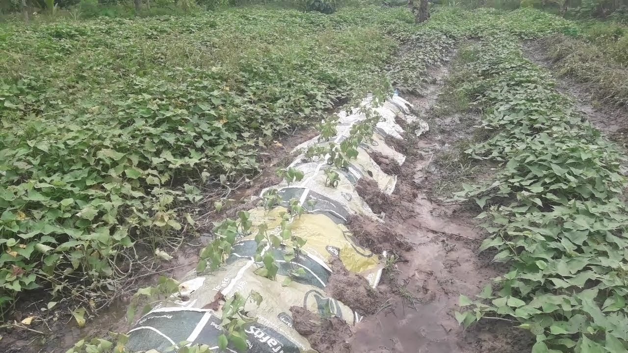 Terra boa para plantação de batatas - terreno alagado