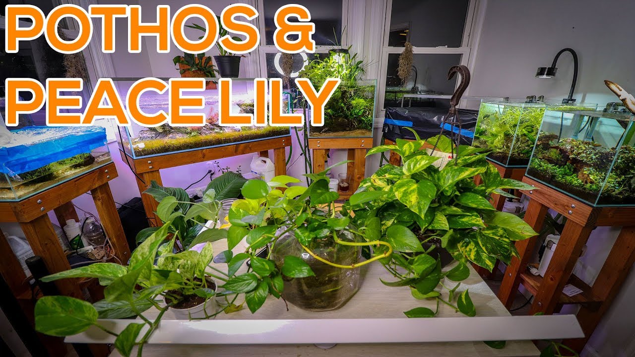 BEST HOUSE PLANTS FOR AQUARIUMS