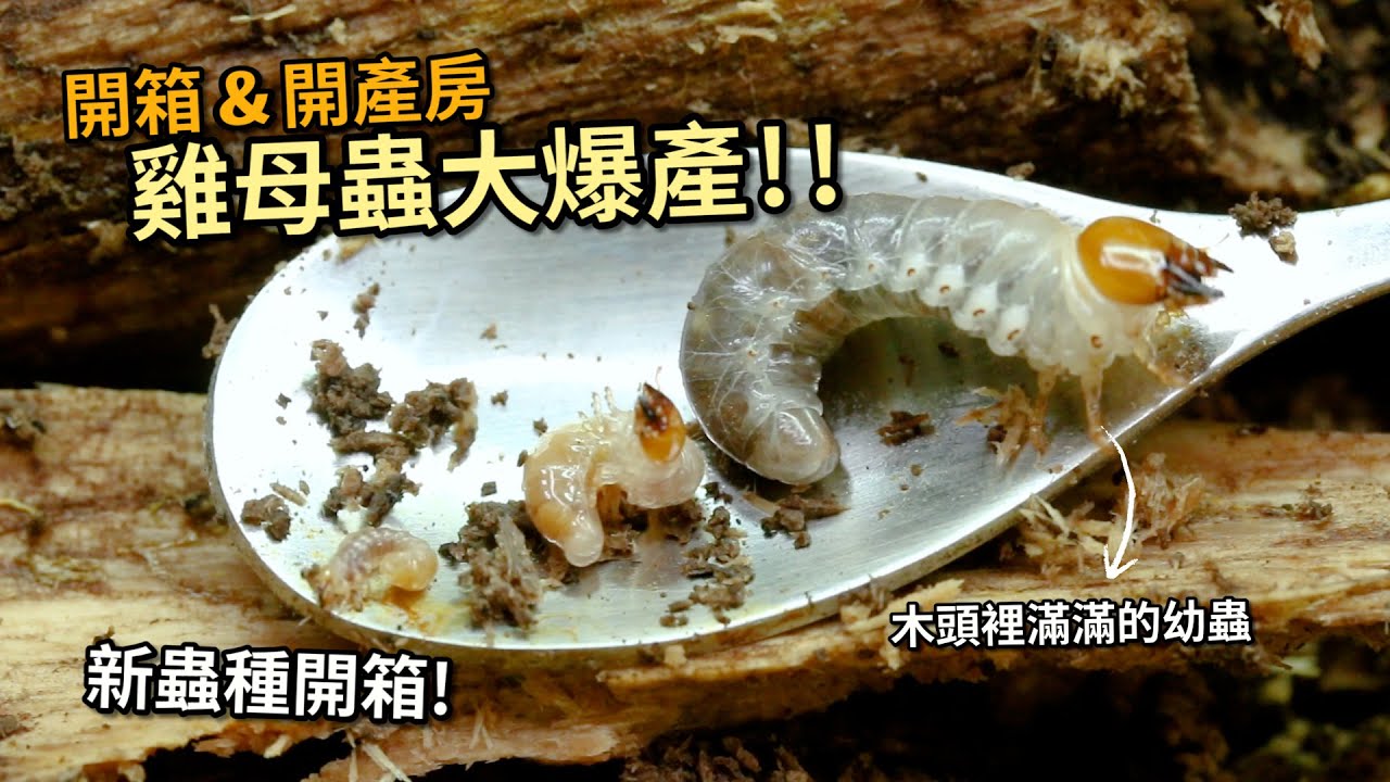 【飼育屋】開挖條背大鍬形蟲的產房，滿滿的雞母蟲大爆產！久違的增加新蟲種竟然是？
