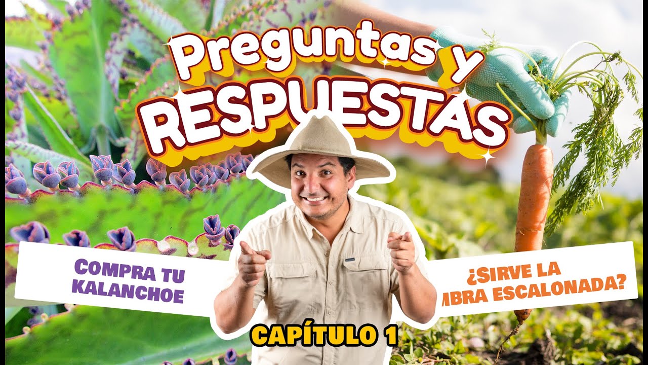 ¿Sirve la siembra Escalonada? | Romero contra hemorroides | Preguntas y respuestas del HUERTO | Cap1