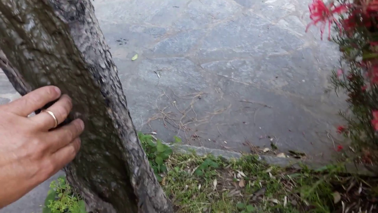 Come chiudere un buco nel tronco dell'ulivo con il mastice cicatrizzante