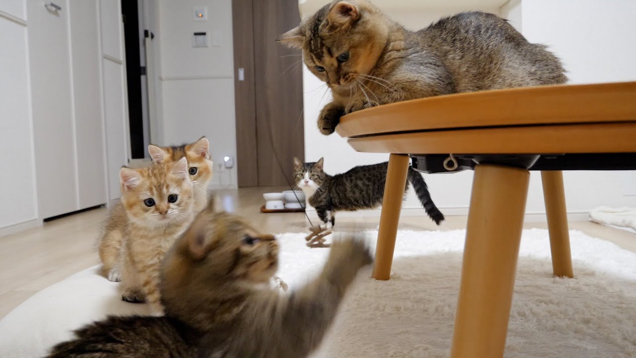 Cats being played with by cat dancers were too cute