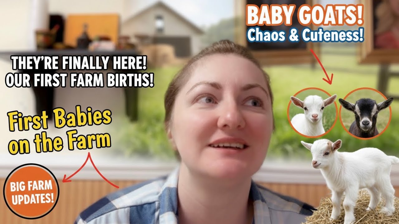 FARM VLOG #1: What it’s like having baby animals born on the farm for the first time!