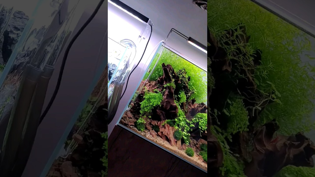 PLANTED AQUARIUM WITH LAMBCHOP RASBORA FISH #fishtank #plantedtanks #aquascaping #aquariumhobby